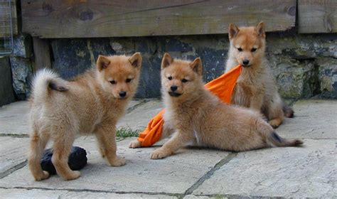 Pineapple Sage And Dogs Finnish Spitz Puppies