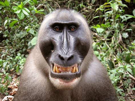 Drill Monkeys Make Appeasement Faces When Greeting Each Other To Keep