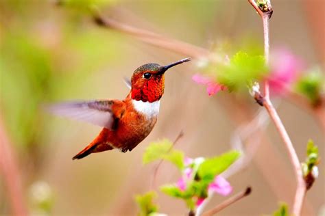 Colorful Hummingbird And Flower Wallpaper Hd Animals And