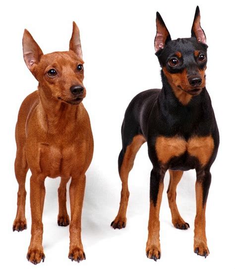 Miniature Pinscher Temperament Appearance History And Health Issues