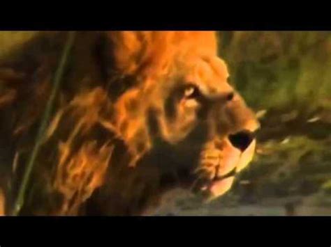 Lions Documentary Lions Vs Buffalo Wildlife Animals Attack