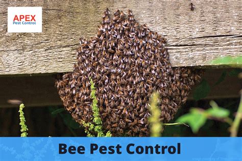 Bee Pest Control Remove Bee Nests Safely Apex Pest Control
