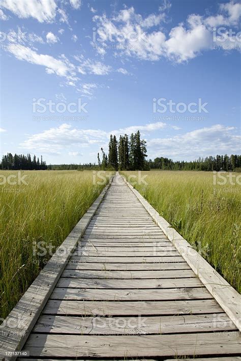 Wooden Walkway Across Wetland Marsh Stock Photo Download Image Now