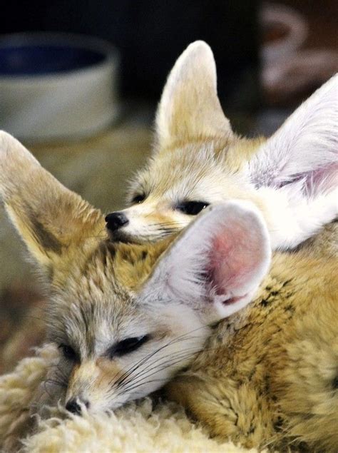 Funkysafari Fennec Foxes By Markl I Need To Get My Sweet Fennec A