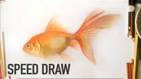 Realistic Goldfish Drawing