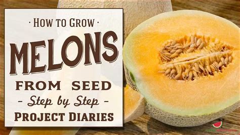 Step By Step Guide On Growing Honeydew Melon From Fresh Seeds