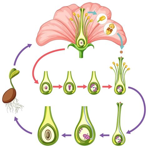 Life Cycle Of A Flowering Plant
