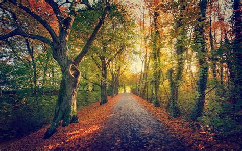 Fondos De Pantalla Luz De Sol Árboles Paisaje Bosque Otoño Hojas