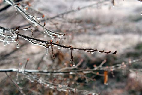 Ice On Tree Branches Stock Image Image Of Close Water 86556267