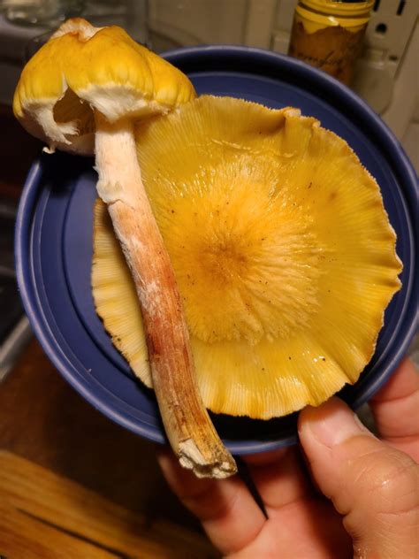 Honey Mushrooms Identifying Mushrooms Wild Mushroom Hunting