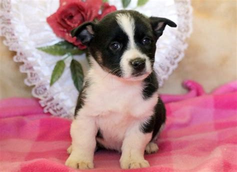 Located in giles county va. Elizabeth | Welsh Corgi Mix Puppy For Sale | Keystone Puppies