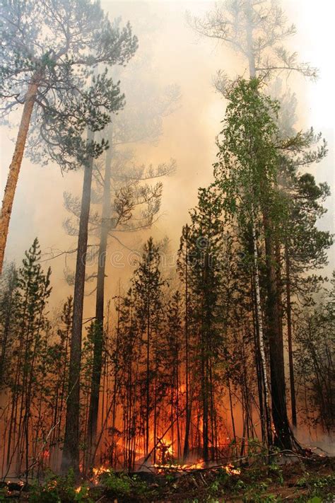 Forest Fire Stock Image Image Of Forest Burning Trees 1117365