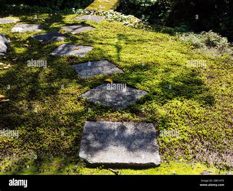 Stone Path In Traditional Japanese Moss Garden Stock Photo Alamy