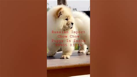 Russian Chow Chow In India My Pet Shop India Russian Import Chow Chow