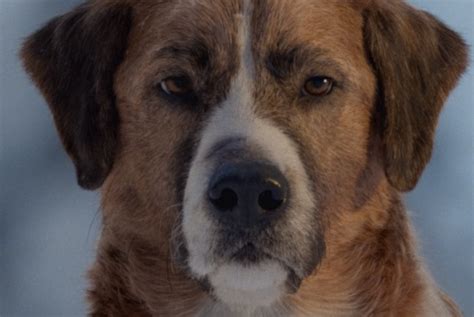 The movie follows the adventures of buck, a large and ambitious st. The Call of the Wild movie review: a very good boi (mostly ...