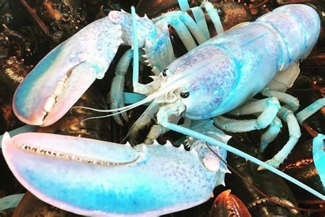 Why This Rare Lobster Is Colored Like Blue Cotton Candy