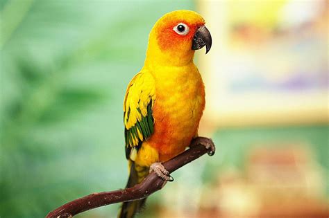Top5 Best Pet Birds In The World