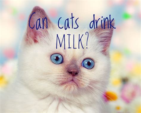 We did not find results for: Can cats drink milk? | Cat drinking, Drink milk, Cats