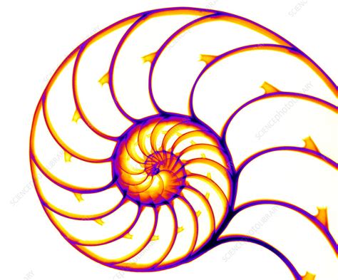 Chambered Nautilus Stock Image Z5100055 Science Photo Library