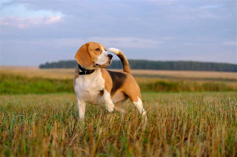 What Were Beagles Bred For The History Of This Dog Breed