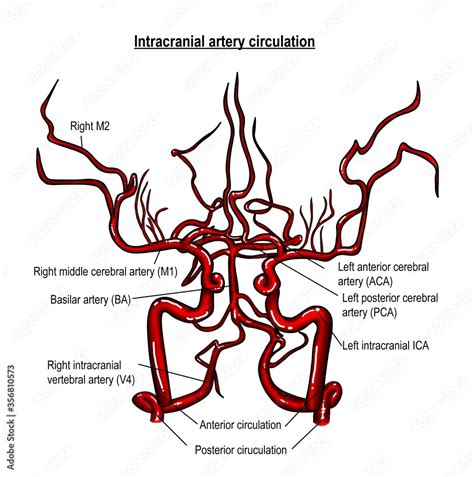 The Anatomy Describe The Distribution Of Major Cerebral Arteries