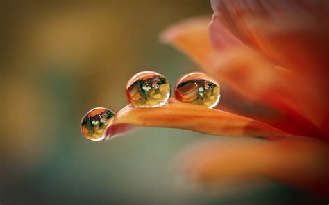 Orange Flower Macro Petals Water Drops Wallpaper Flowers