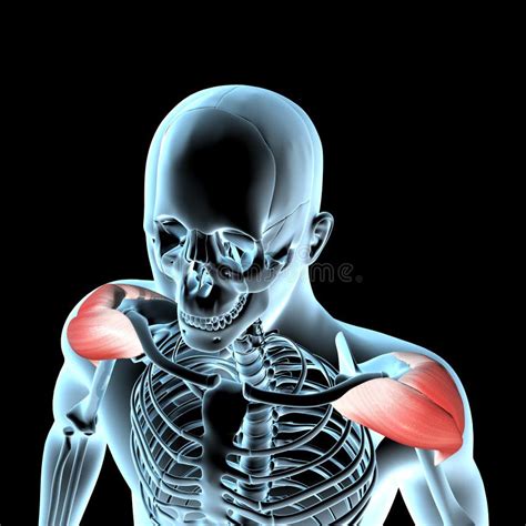 3d Illustration Of The Deltoid Muscles On Xray Musculature Stock