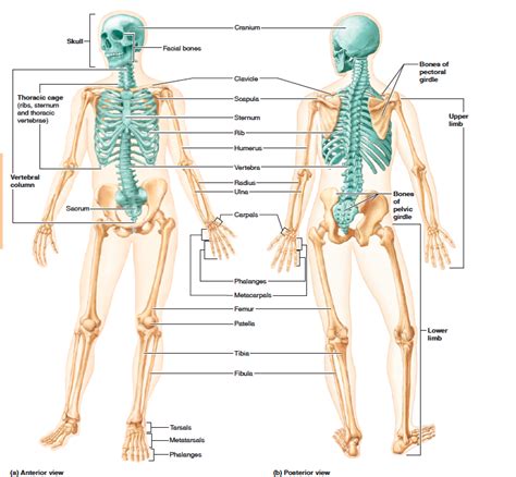 The Human Skeleton Showing The Bones Of The Axial And The Appendicular Divisions Facial Bones