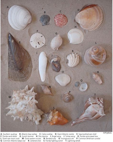 Mollusks Padre Island National Seashore Us National Park Service