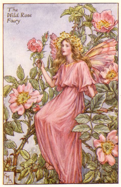The Wild Rose Fairy Summer Fairy Rose Fairy Flower Fairies