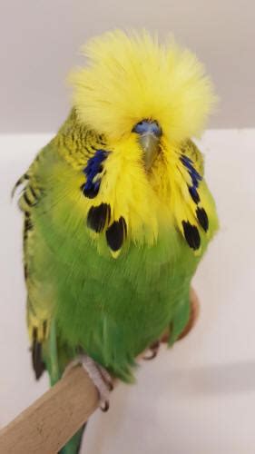 Exhibition Show Budgies Photos Lifespan Breeding Care