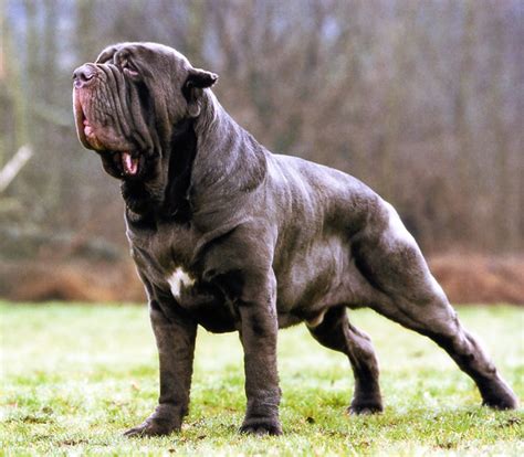 El mastín napolitano es un perro que puede parecer lento debido a su tranquilidad caminando, pero que en realidad es muy ágil y veloz. Raza Mastin Napolitano