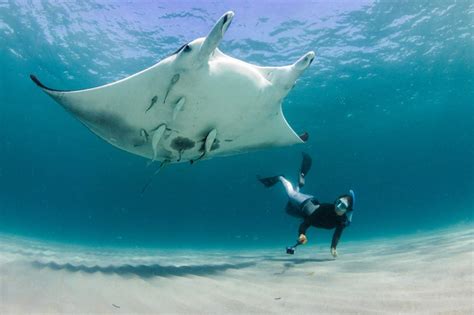 8 Fascinating Facts About Giant Manta Rays Free The Ocean