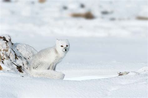 7 Animals That Turn White In Winter