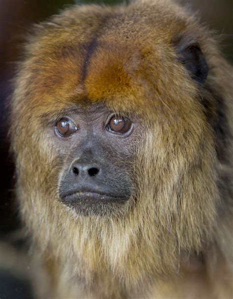 Avyanna the Howler Monkey - Dudley Zoo and Castle