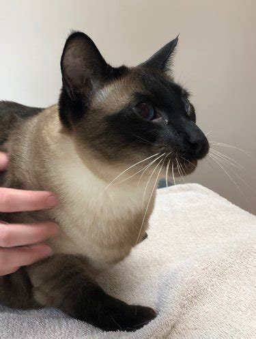Search for rescue cats for adoption. Three beloved Siamese cats need a new home | The Altamont ...