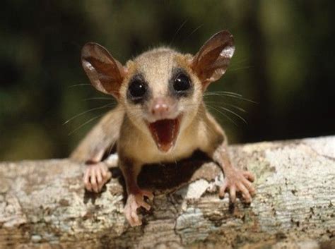 SuperStock Stock Photography, murine or mouse opossum marmosa murina