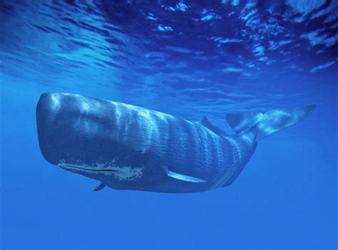 See a recent post on tumblr from @pikxchu about cachalote. EL MUNDO ANIMAL: EL CACHALOTE