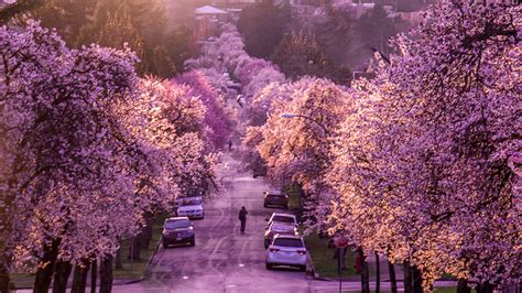 The Best Places To See Cherry Blossoms In Vancouver Inside Vancouver