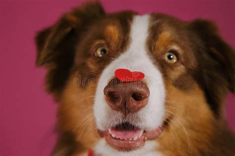 Happy Australian Shepherd Dog Wears Bow Tie And Has Red Heart On Nose