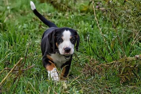Greater Swiss Mountain Dog Dog Breeds Facts Advice