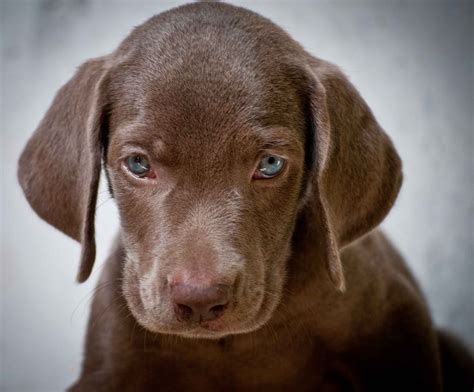 Weimaraner Dog Puppy Visit Weimaraner Puppies