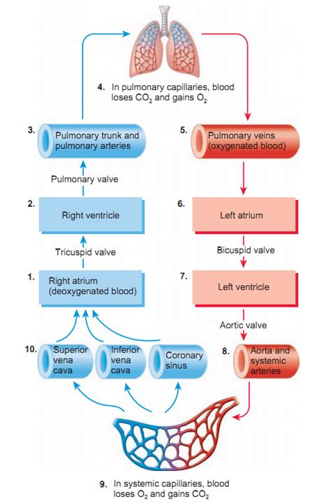 Blood Flow Diagram Of The Heart Pdf