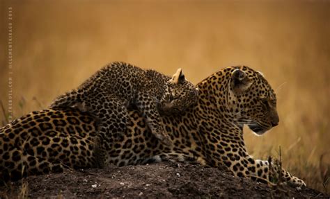 Leopard Cub Bonding Africa Geographic