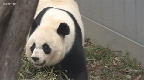 Baby Panda On The Way National Zoos Mei Xiang Artificially