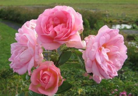 Le liseron s'entortille rapidement dans la végétation. Rose des Champs, produits de la rose du Québec, eau de rose et autres