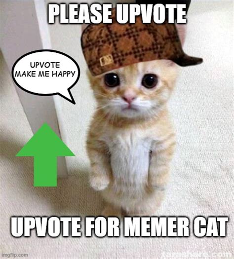 Cat Memer Imgflip