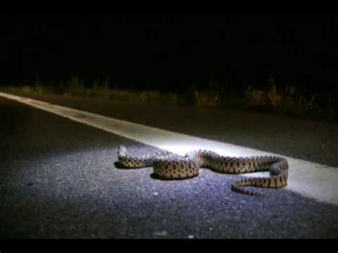 Check spelling or type a new query. Road Cruising for Snakes (Night) - YouTube