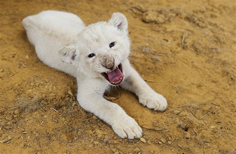 Endangered White Lion Cub On Display At Texas Sanctuary Ap News