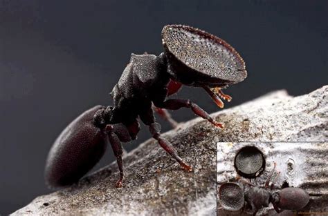 As Formigas Capazes De Proteger A Entrada Do Formigueiro Com A Cabeça